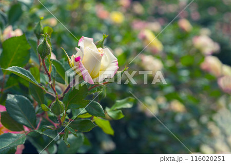 Beautiful blooming yellow rose flower close up in garden or park, outdoor 116020251
