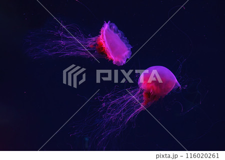 Two fluorescent lion's mane jellyfish swimming underwater aquarium pool with red neon light. Two fluorescent lion's mane jellyfish swimming underwater aquarium pool with red neon light. 116020261