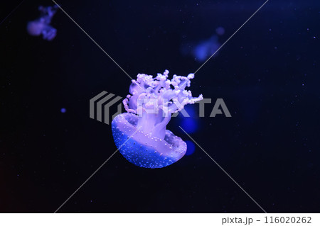Fluorescent jellyfish close up, swim underwater aquarium pool wtih blue neon light Fluorescent jellyfish close up, swim underwater aquarium pool wtih blue neon light 116020262