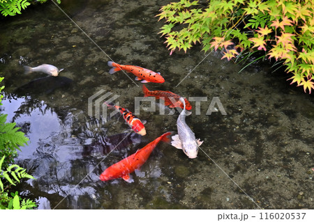 優雅に泳ぐ鯉 松桜閣 優雅に泳ぐ鯉 松桜閣 116020537