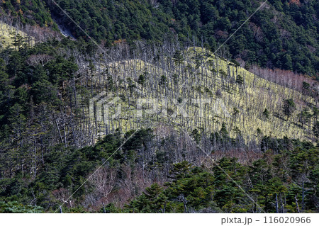 木賊山の奥秩父縦走路から見る笹平の倒木群 木賊山の奥秩父縦走路から見る笹平の倒木群 116020966