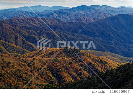 奥秩父縦走路から見る紅葉の山並みと丹沢遠望 奥秩父縦走路から見る紅葉の山並みと丹沢遠望 116020967