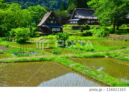 春　五箇山　相倉集落 116021163