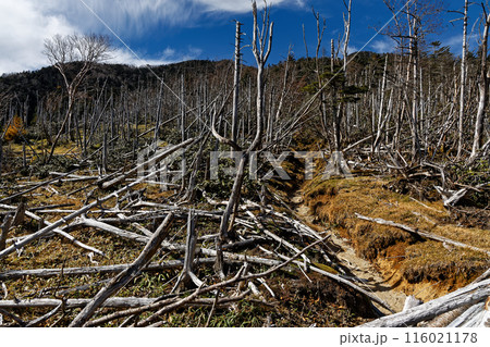 奥秩父縦走路・笹平の倒木帯から見る木賊山 116021178