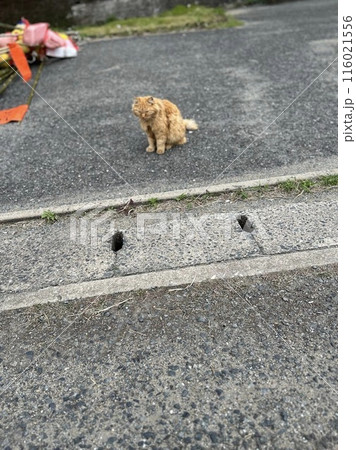 アスファルト座り休む猫 アスファルト座り休む猫 116021556