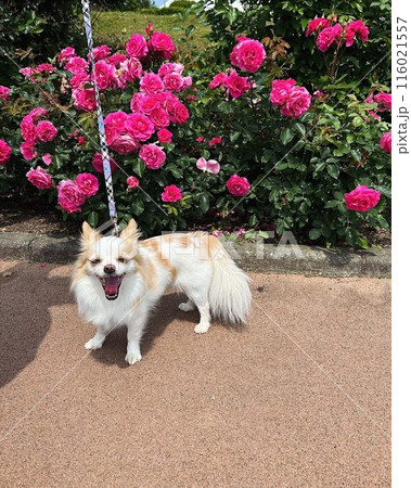 薔薇の前で微笑むチワワ 116021557