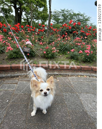 薔薇の前でこちらを見つめるチワワ 薔薇の前でこちらを見つめるチワワ 116021559