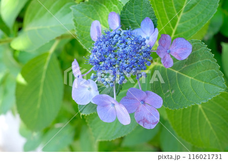 ブルーのガクアジサイ 116021731