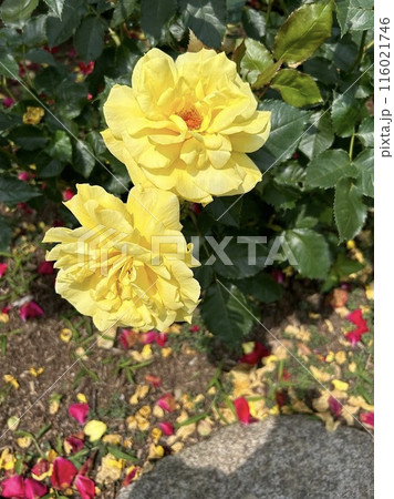 薔薇園に咲く黄色い薔薇 薔薇園に咲く黄色い薔薇 116021746