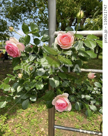 薔薇園に咲くピンクの薔薇 薔薇園に咲くピンクの薔薇 116021747