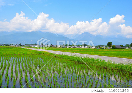 田園風景 信州 安曇野 田園風景 信州 安曇野 116021846