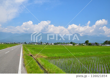田園風景　信州　安曇野 116021854