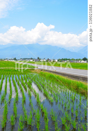 田園風景　信州　安曇野 116021882