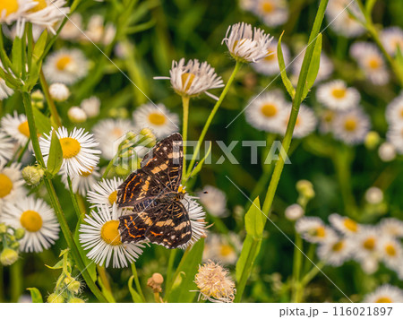 Small heath butterfly sitting on daisy fleabane flower Small heath butterfly sitting on daisy fleabane flower 116021897