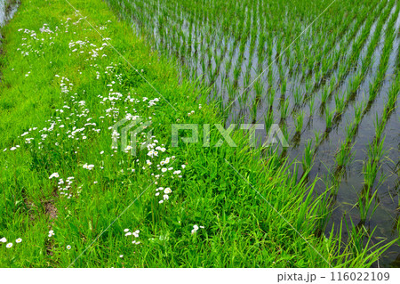 初夏　水田 116022109