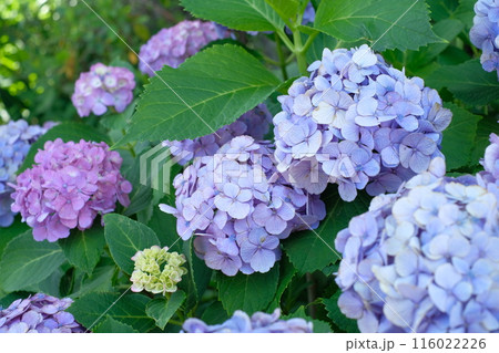薄紫色のホンアジサイ 116022226