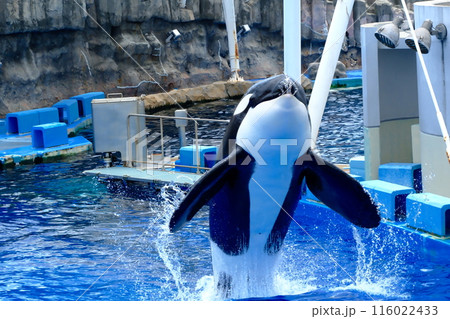 名古屋港水族館 シャチ アース リン セット 名古屋港水族館限定 メダル シャチ アース リン - メルカリ