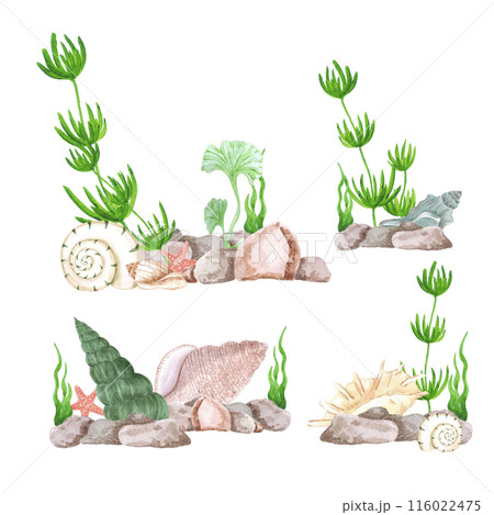 Hand drawn watercolor seaweed and seashells composition isolated on white background. Marine illustration can be used for card, label, invitation and other printed products. 116022475