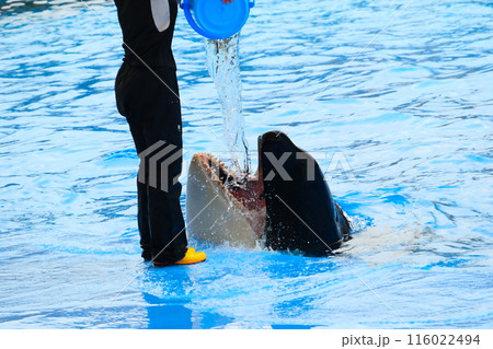 名古屋港水族館のシャチ、アースとリン 名古屋港水族館のシャチ、アースとリン 116022494