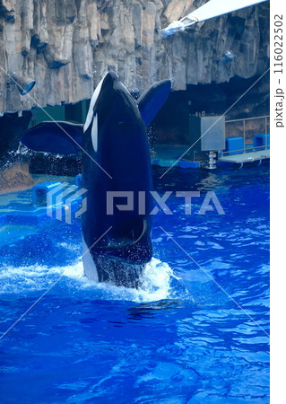 名古屋港水族館のシャチ、アースとリン 116022502