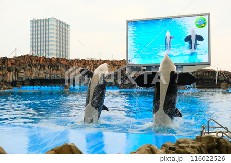名古屋港水族館のシャチ、アースとリン 116022526