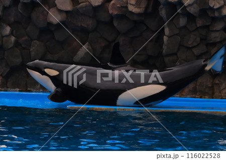 名古屋港水族館のシャチ、アースとリン 116022528