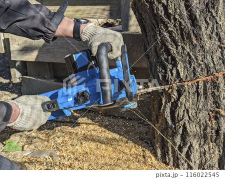 cutting tree with chainsaw in a sawmill 116022545