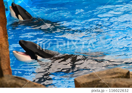 名古屋港水族館のシャチ、アースとリン 116022632