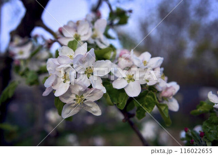 delicate pink blossom of apple trees, texture, background 116022655