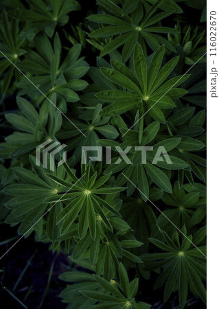 texture of lupine leaves in raindrops, smartphone background 116022670