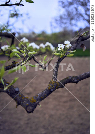 pear branch with blossom 116022678