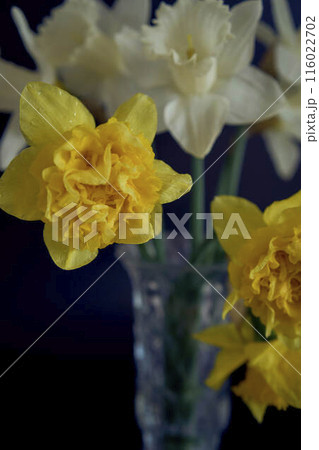 daffodils in a crystal vase on a black background daffodils in a crystal vase on a black background 116022702