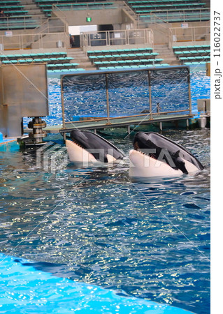 名古屋港水族館のシャチ、アースとリンの写真素材 [116022737