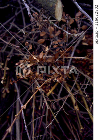 texture of brown branch and dried flowers after rain texture of brown branch and dried flowers after rain 116022802
