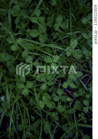 clover leaves among the grass covered with raindrops, smartphone background clover leaves among the grass covered with raindrops, smartphone background 116022809