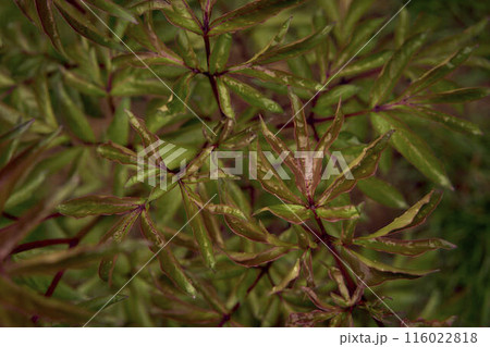 peony bush in the garden, texture, background peony bush in the garden, texture, background 116022818