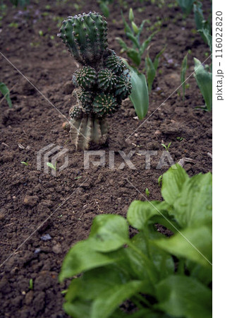 cactus is planted in the ground cactus is planted in the ground 116022820