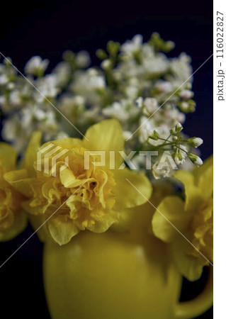 flower arrangement of yellow daffodils and white Arabis Caucasica in a yellow cup on a black background 116022827