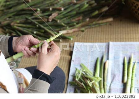 根曲がり竹の皮をむく女性 116022892