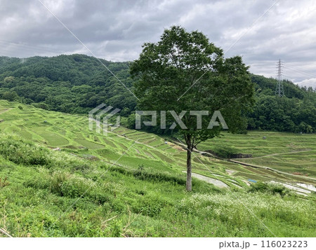 緑のある風景 116023223