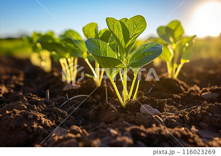 Fresh organic spinach harvest growing on state of the modern farm plantation 116023269