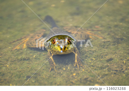 埼玉県深谷市　中宿歴史公園の原始蓮の池の蛙 116023288