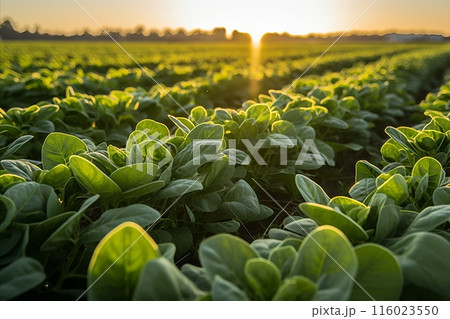 Bountiful fresh spinach harvest thriving on a advanced plantation 116023550
