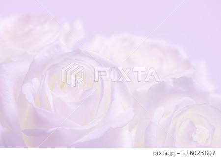 ピンク系の薔薇 116023807