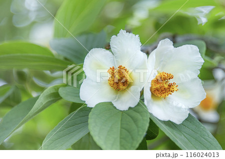 シャラの花 116024013