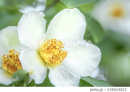 シャラの花 116024022