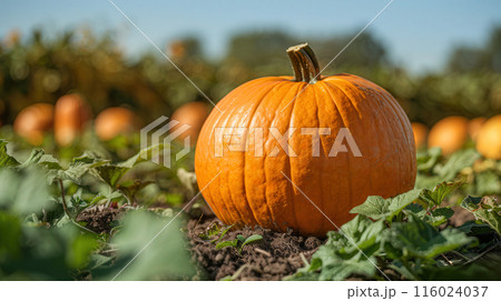 Close up single large pumpkin in pumpkin field, surrounded by green plants and other pumpkins 116024037