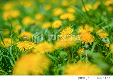 Yellow sow-thistle flower in a green grass meadow, yellow dandelion on green background, perfect for background, texture Yellow sow-thistle flower in a green grass meadow, yellow dandelion on green background, perfect for background, texture 116024177