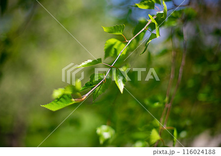 Birch tree branch, green fresh leaves on the branch, the background is blurred in green. Birch tree branch, green fresh leaves on the branch, the background is blurred in green. 116024188