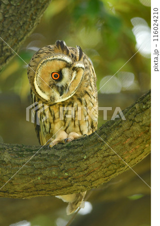 雑木林や里山で暮らす耳が長く愛嬌あるかわいらしいフクロウの仲間、トラフズク 雑木林や里山で暮らす耳が長く愛嬌あるかわいらしいフクロウの仲間、トラフズク 116024210
